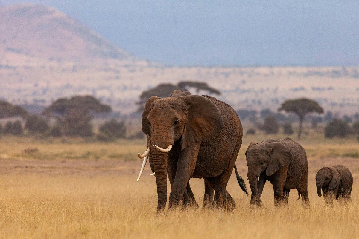 Le dimensioni reali dell’Africa cambiano completamente la nostra percezione rispetto alla mappa tradizionale