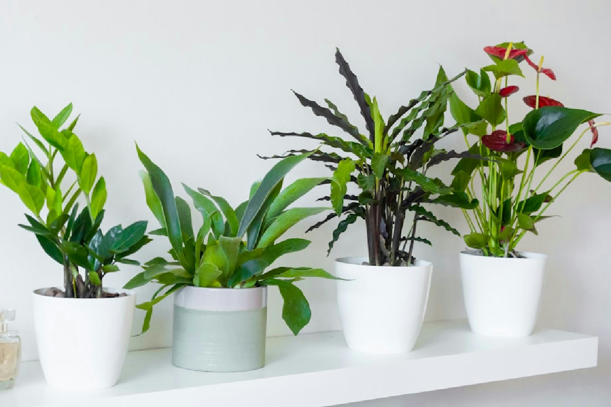 Sansevieria e zamioculcas: piante resistenti a 15°C che migliorano l’aria in casa