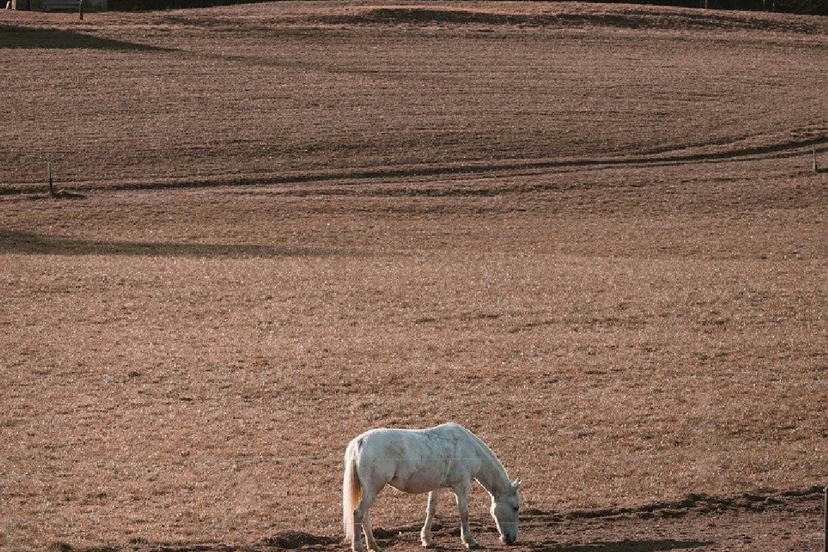 Strategie efficaci per valorizzare terreni agricoli e aumentare i profitti in modo sostenibile